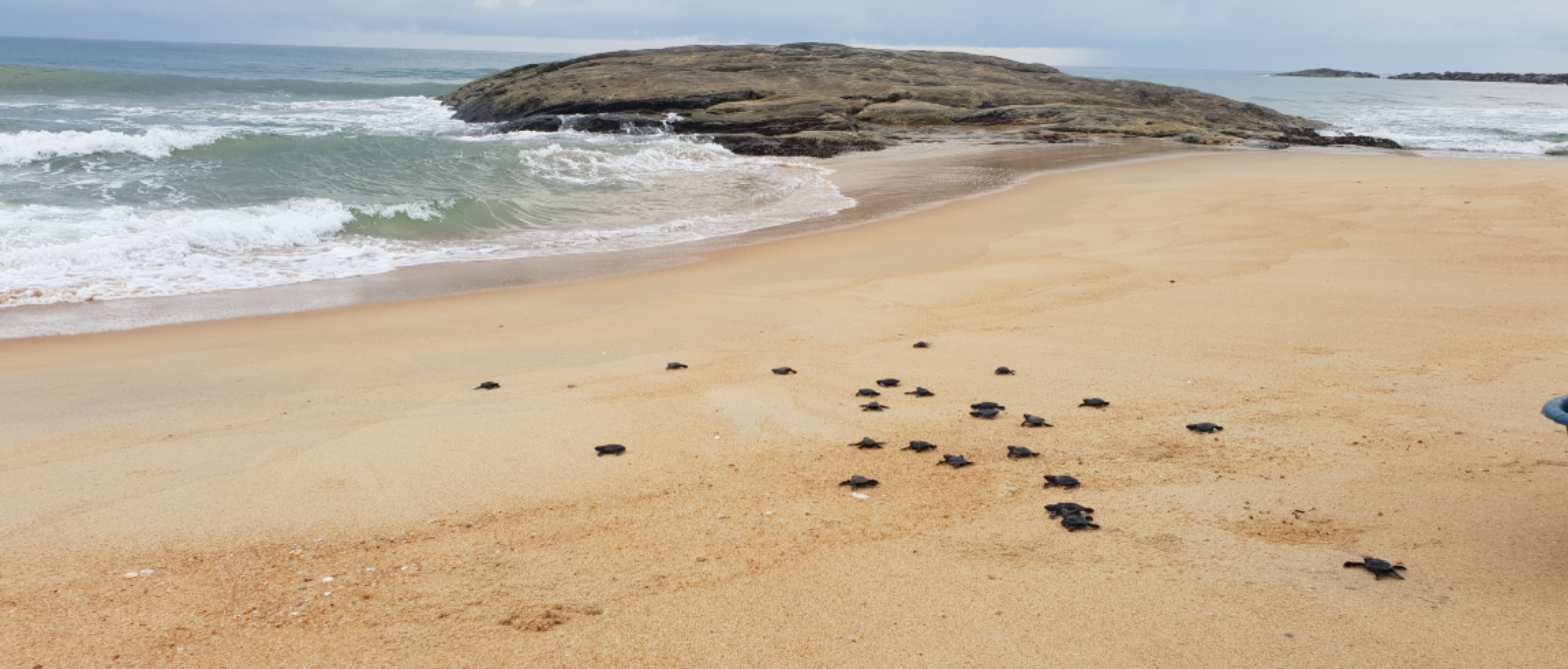 Plage de ponte des tortues - En chemin vers la mer