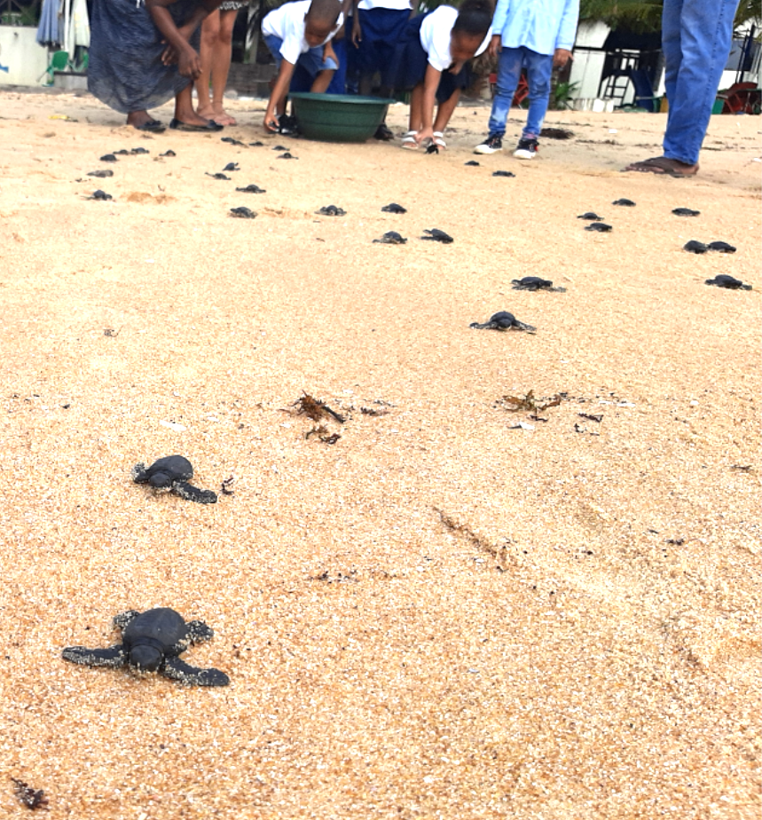 Élèves de l'École Internationale libérant les bébés tortues
