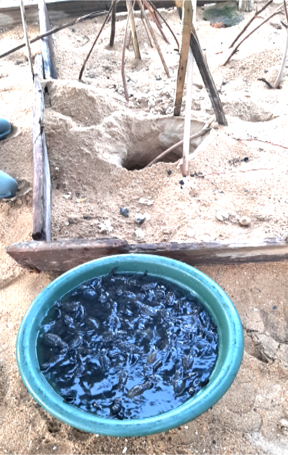 Libération des tortues - École Internationale