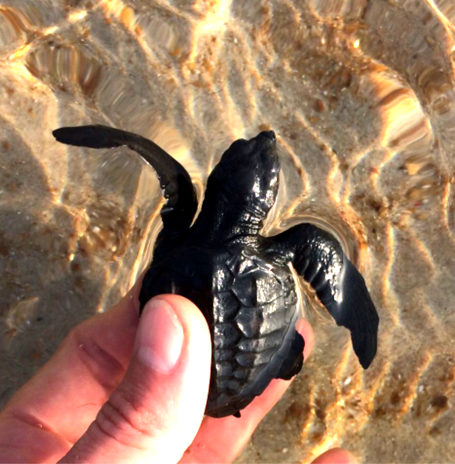 Libération des tortues - École Internationale