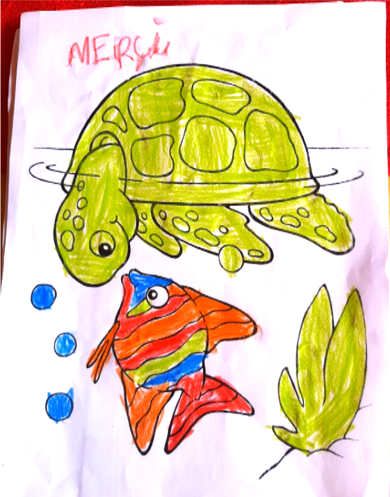 Libération des tortues - École Internationale