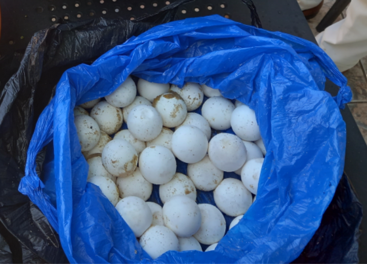 Sachet d'œufs de tortue